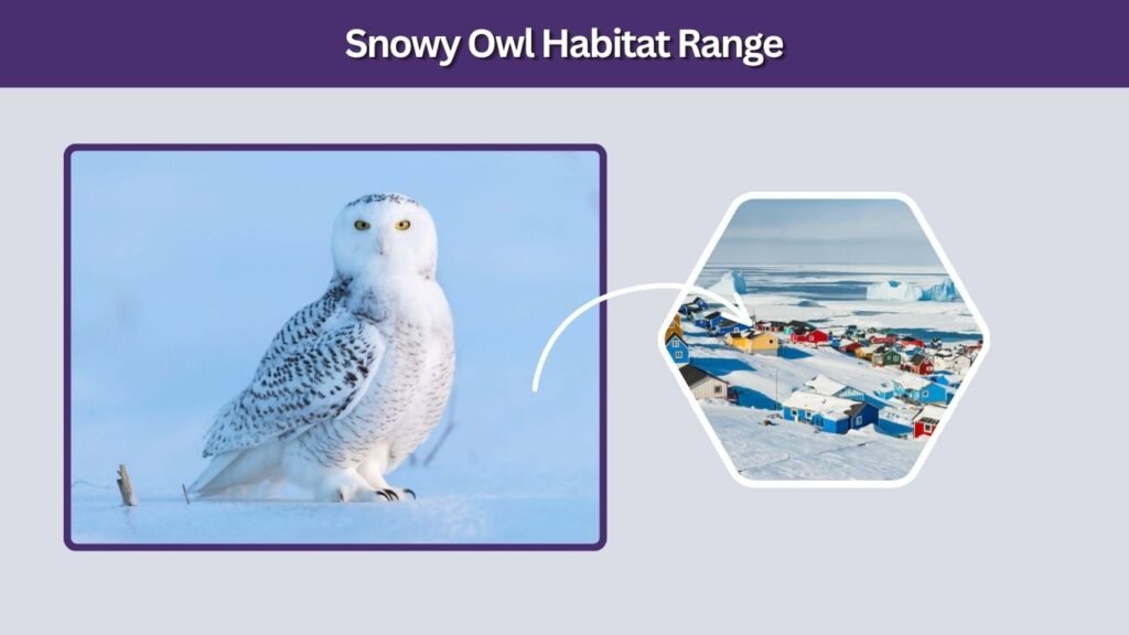 Snowy Owl Habitat Range