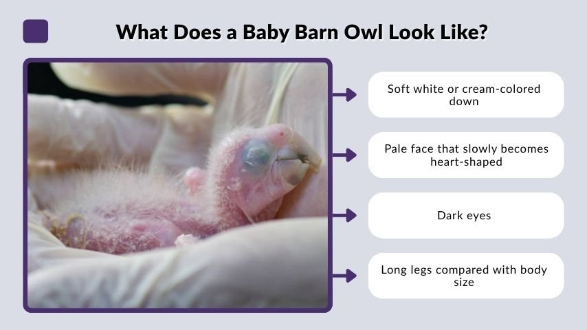 What Does a Baby Barn Owl Look Like?