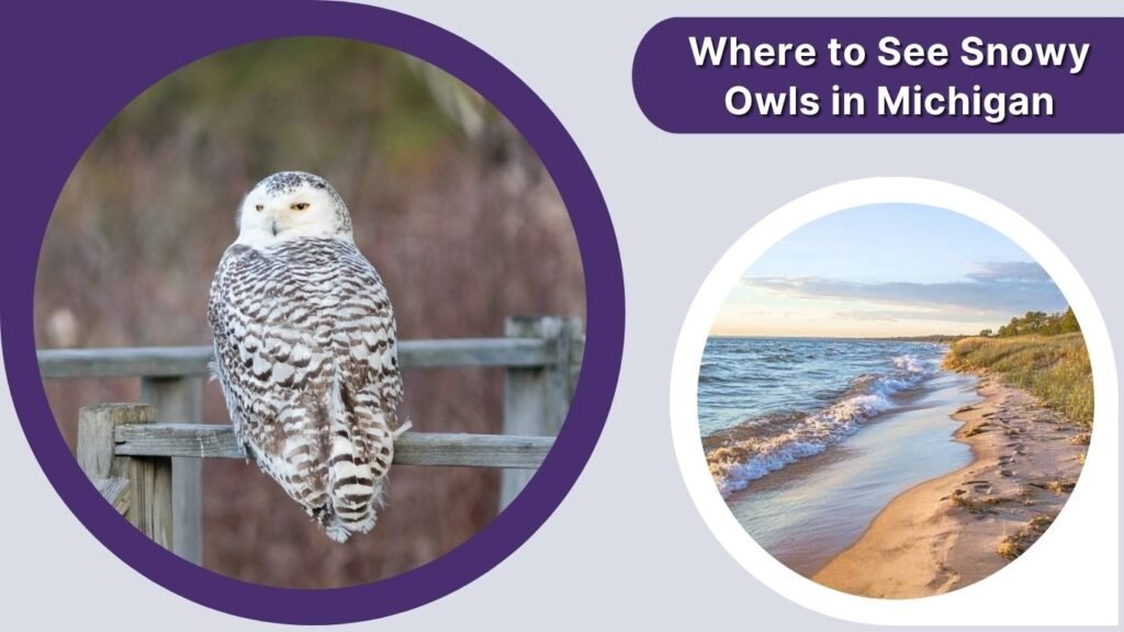 Where to See Snowy Owls in Michigan