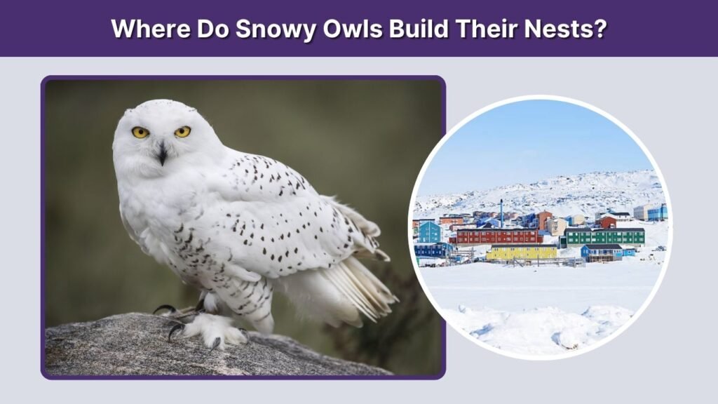 Where Do Snowy Owls Build Their Nests?