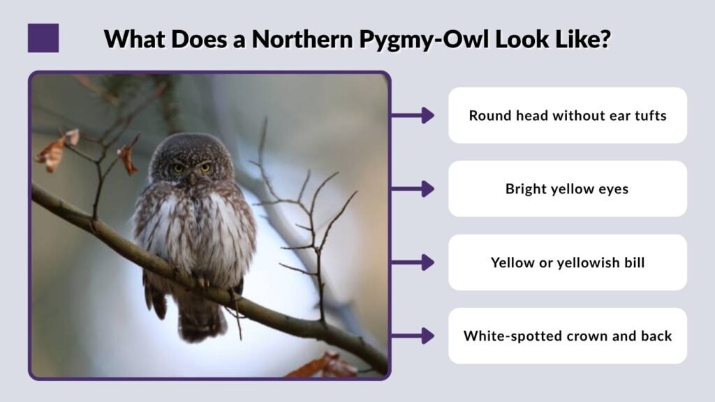 What Does a Northern Pygmy-Owl Look Like?
