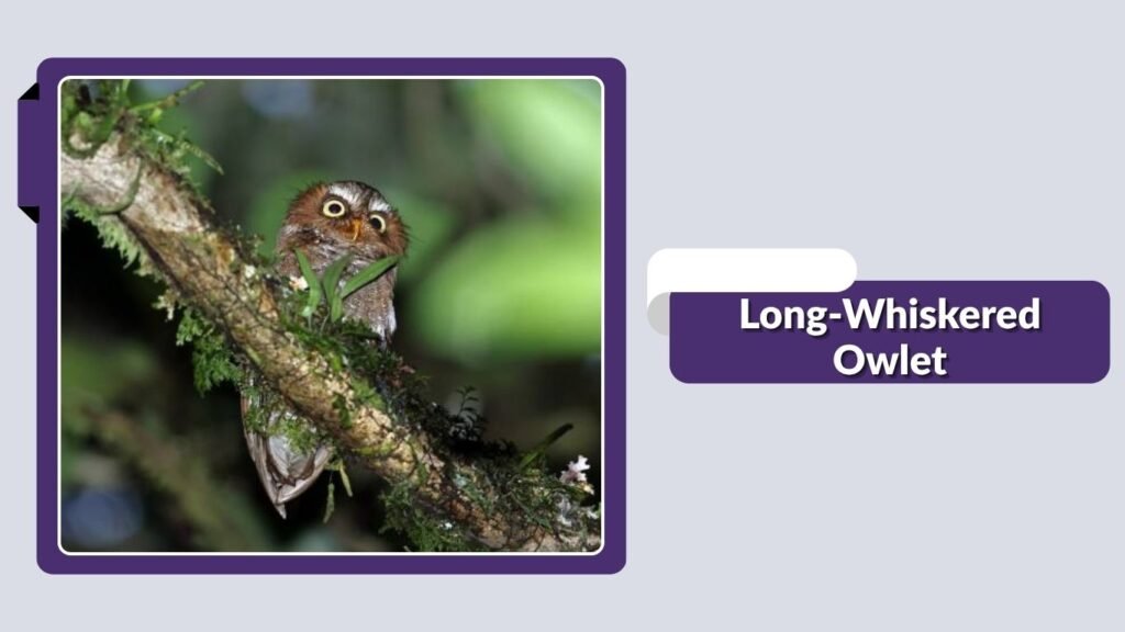 Long-Whiskered Owlet