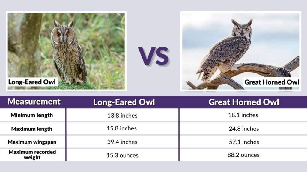 Long-Eared Owl vs Great Horned Owl Size and Body Shape