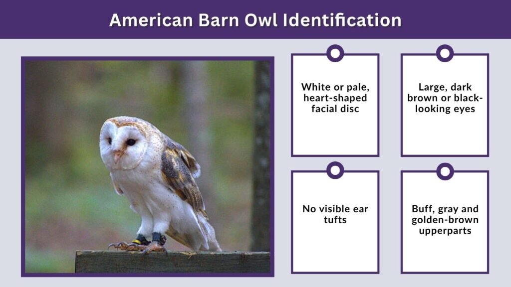 American Barn Owl Identification