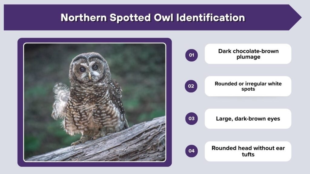 Northern Spotted Owl Identification