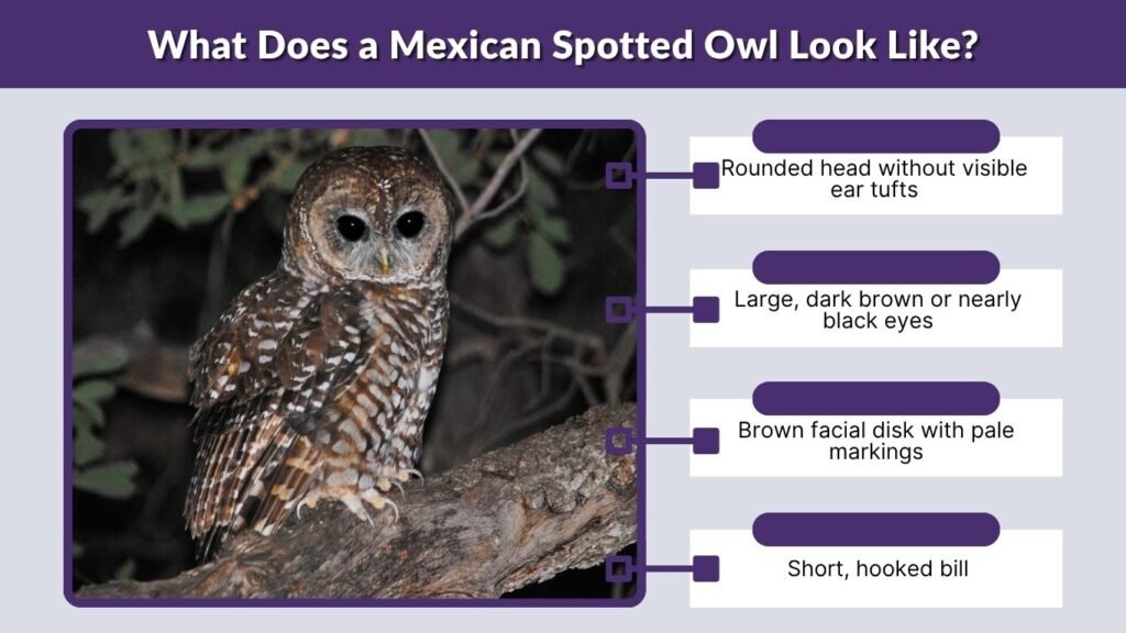What Does a Mexican Spotted Owl Look Like?