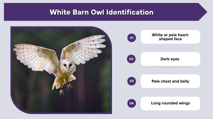 White Barn Owl Identification