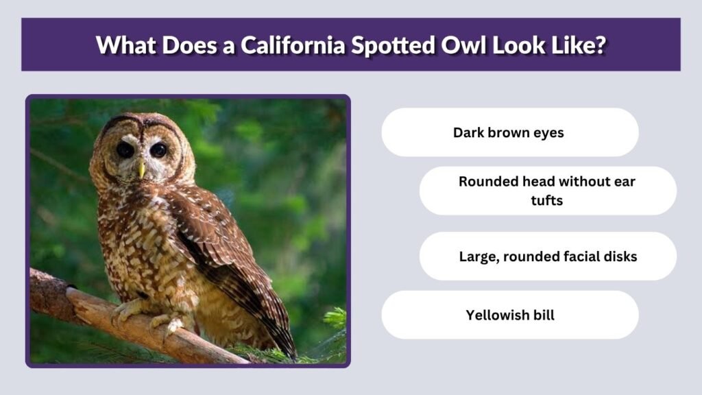 What Does a California Spotted Owl Look Like?