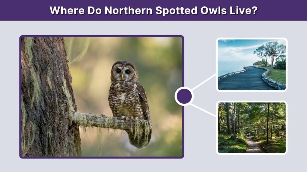Where Do Northern Spotted Owls Live?