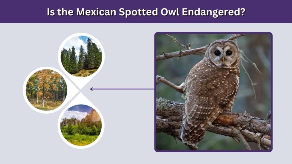 Is the Mexican Spotted Owl Endangered?