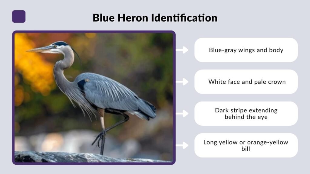 Blue Heron Identification