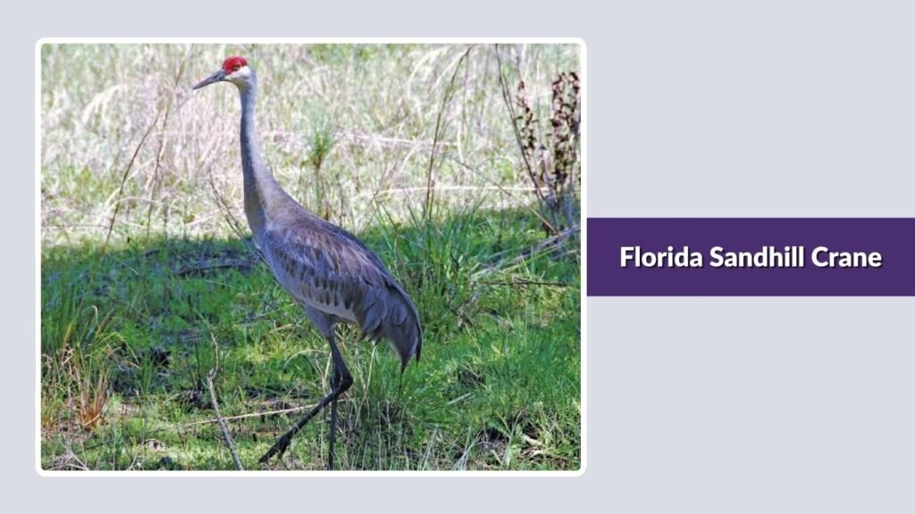 Florida Sandhill Crane
