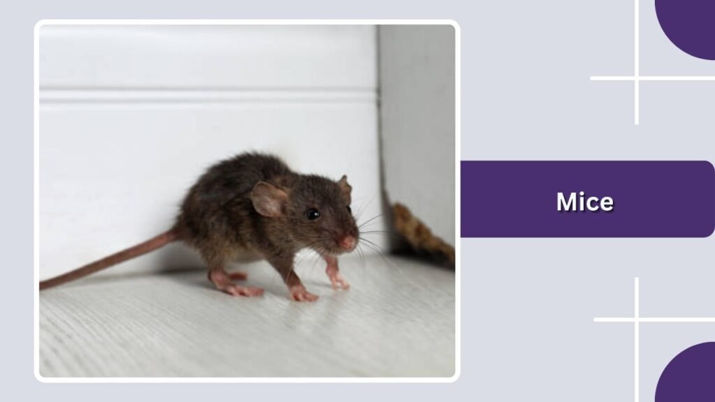 Mice