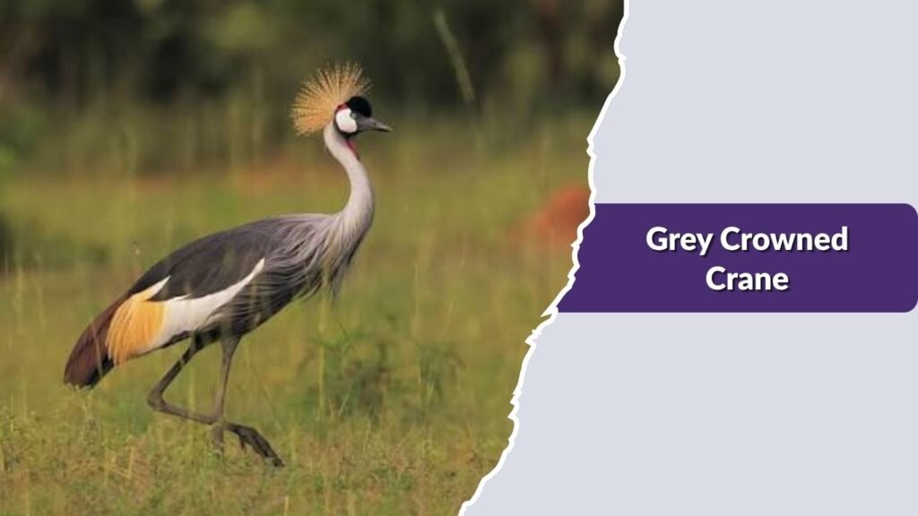 Grey Crowned Crane