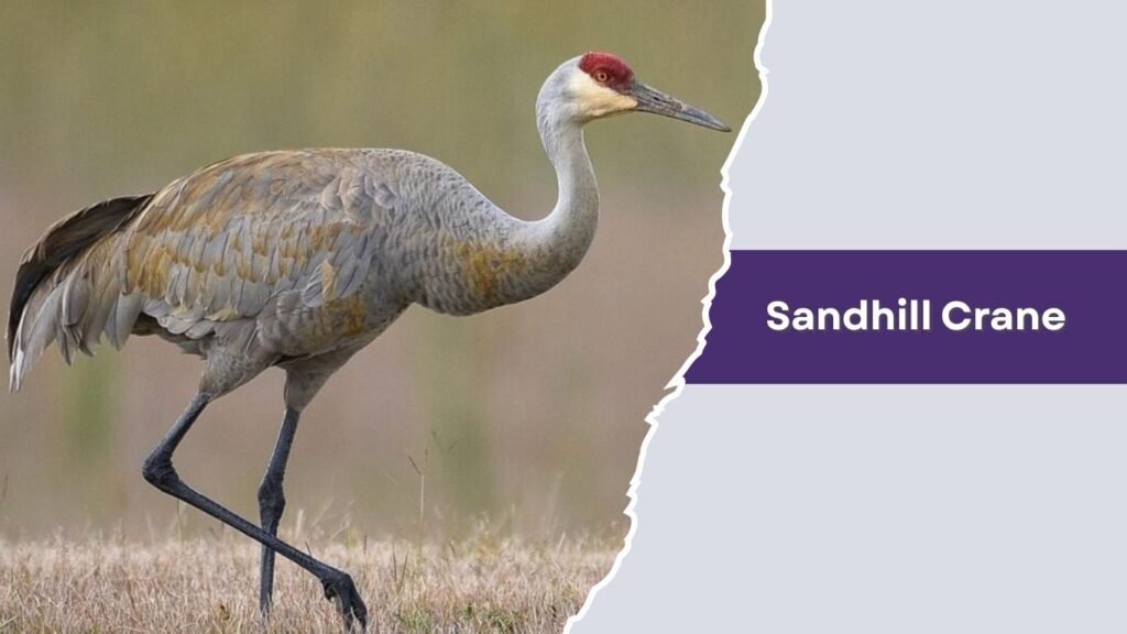 Sandhill Crane