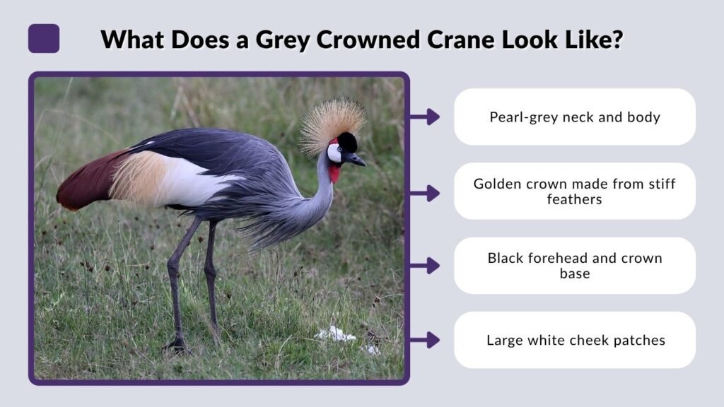 What Does a Grey Crowned Crane Look Like?