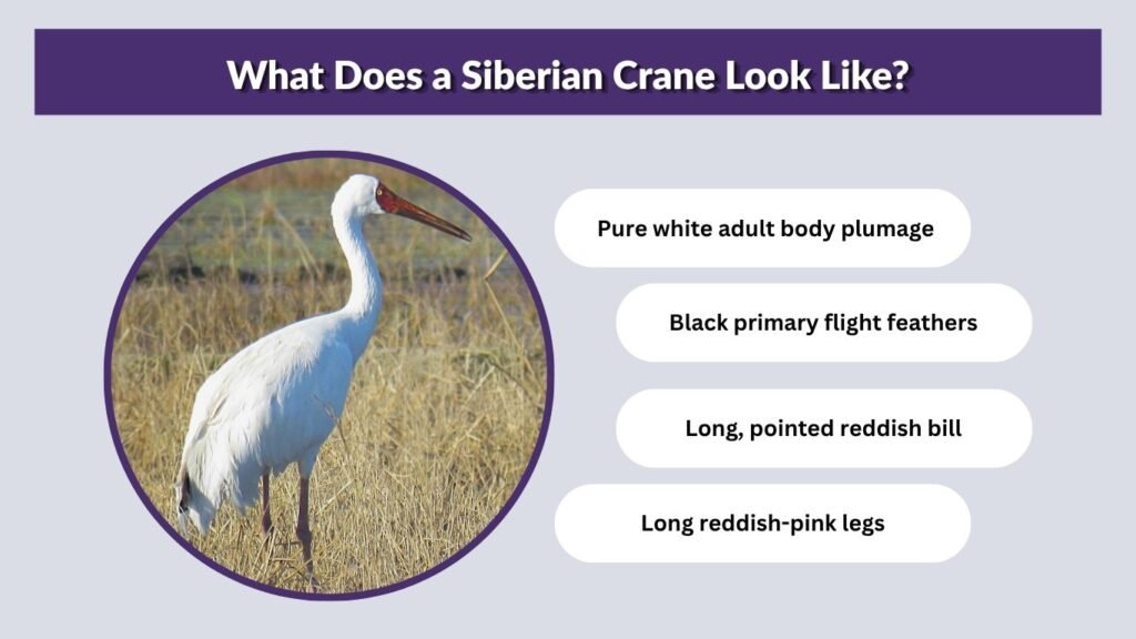 What Does a Siberian Crane Look Like?