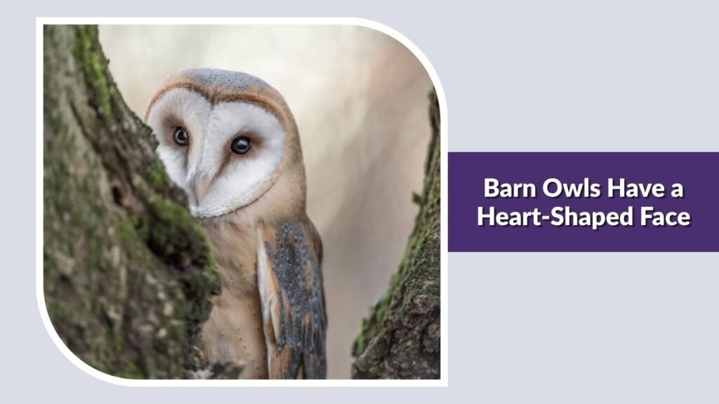 Barn Owls Have a Heart-Shaped Face