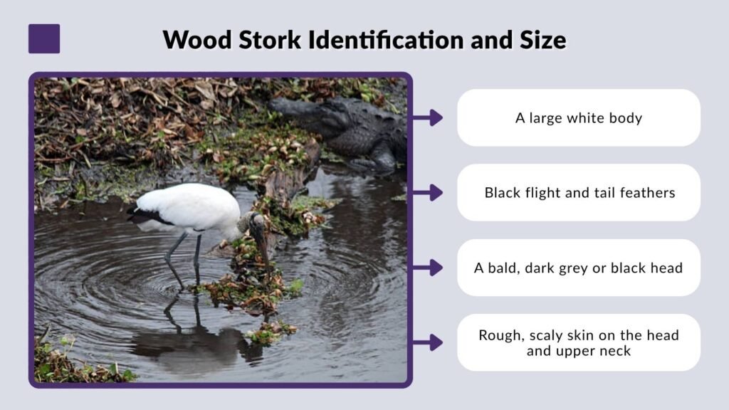 Wood Stork Identification and Size