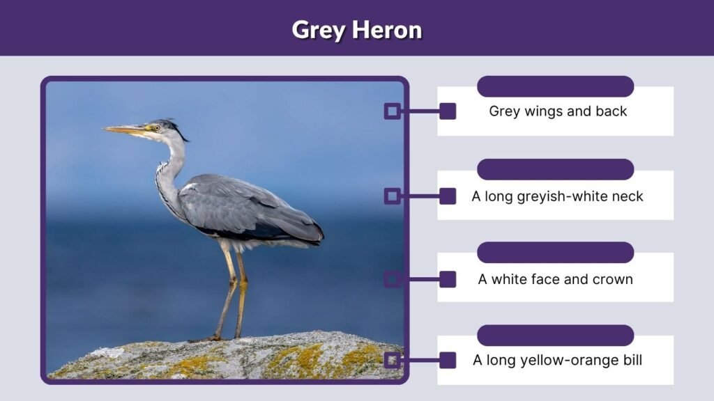 Grey Heron