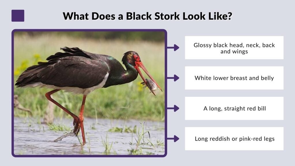 What Does a Black Stork Look Like?