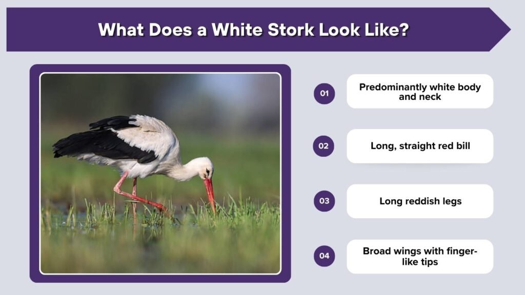 What Does a White Stork Look Like?