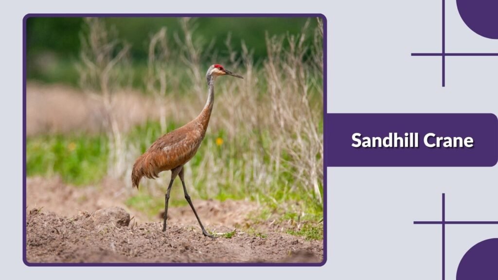 Sandhill Crane