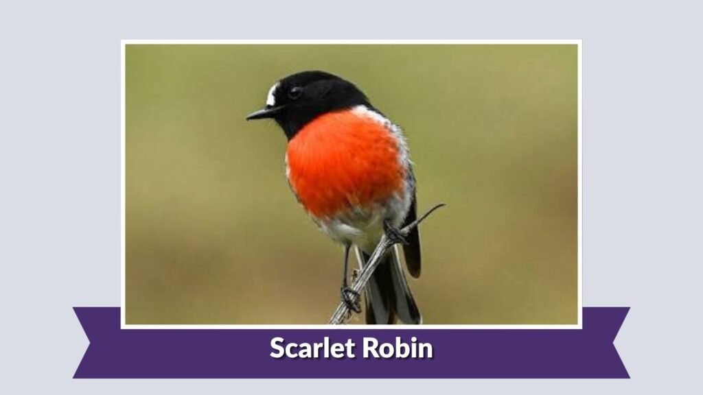 Scarlet Robin