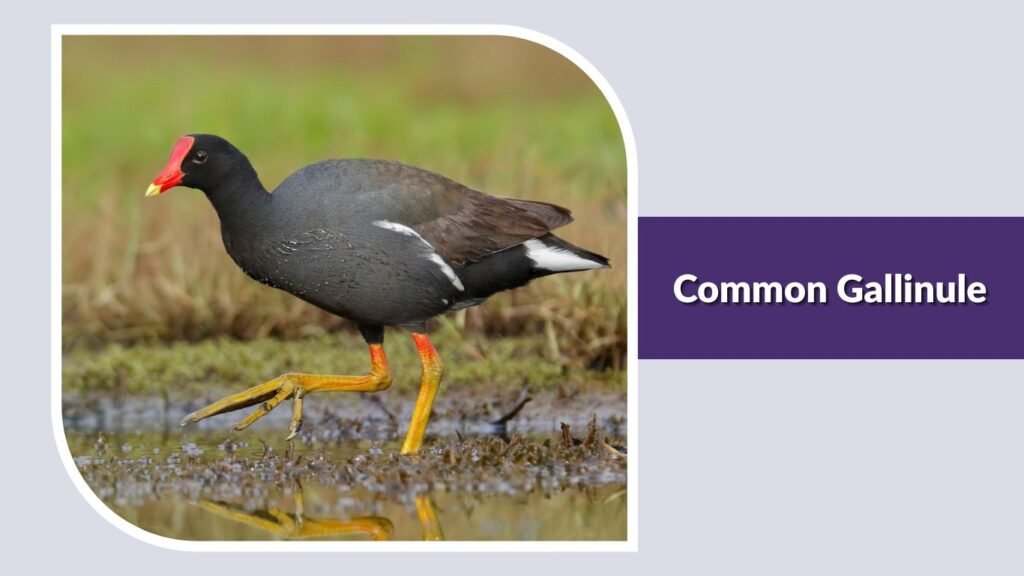 Common Gallinule