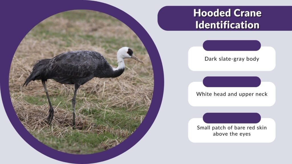 Hooded Crane Identification