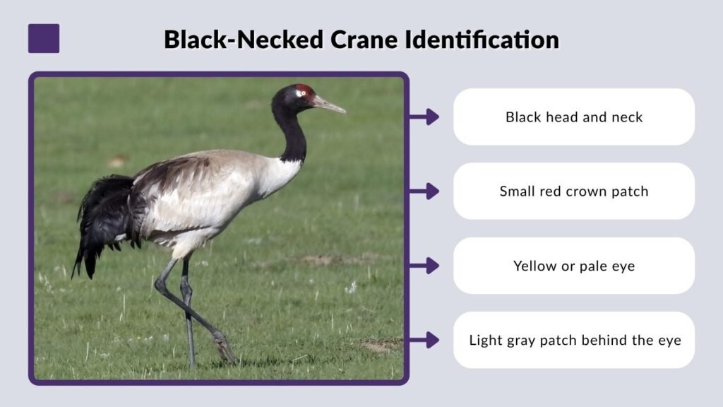 Black-Necked Crane Identification