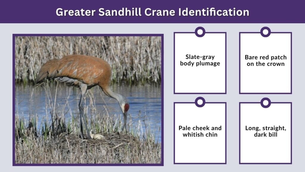 Greater Sandhill Crane Identification