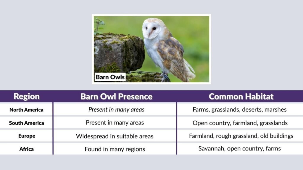 Where Do Barn Owls Live in the World?