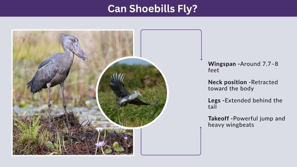 Can Shoebills Fly?