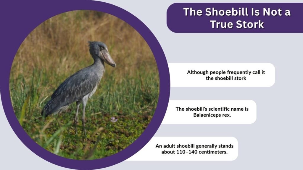 The Shoebill Is Not a True Stork