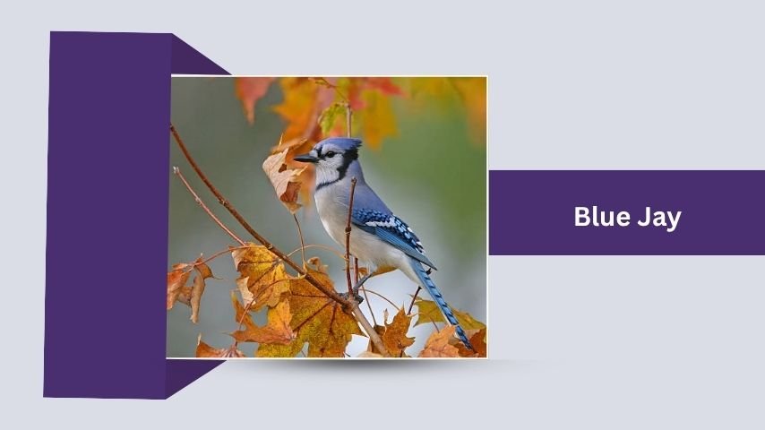 Blue Jay