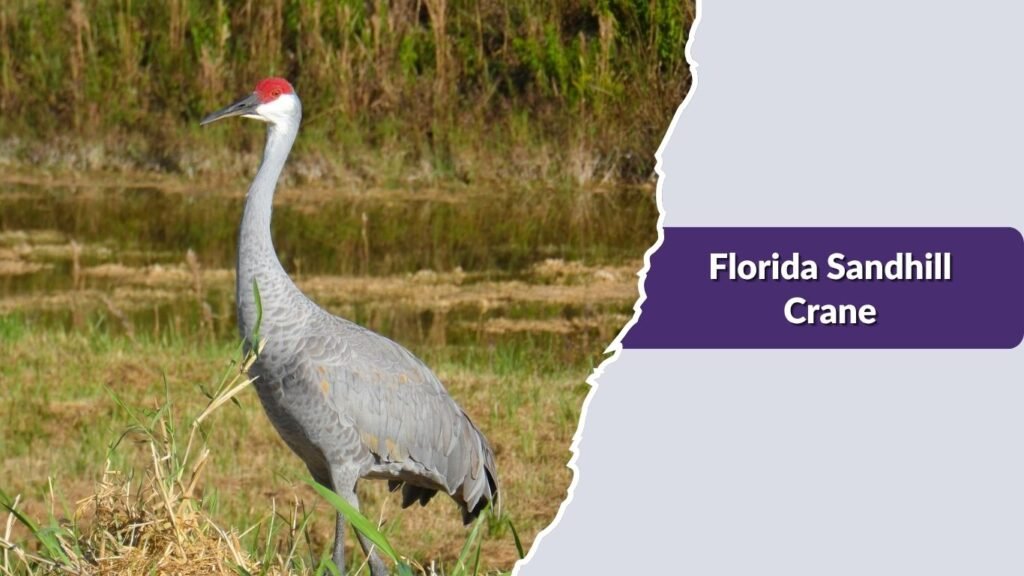 Florida Sandhill Crane
