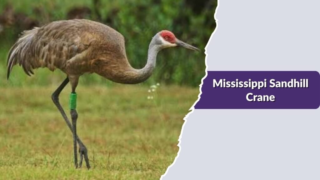 Mississippi Sandhill Crane