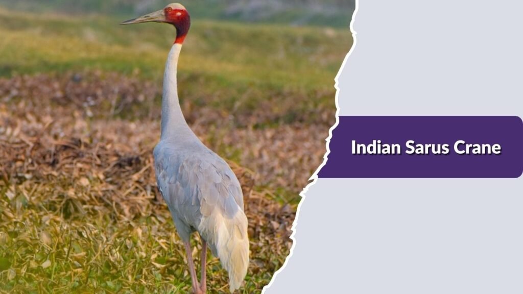 Indian Sarus Crane