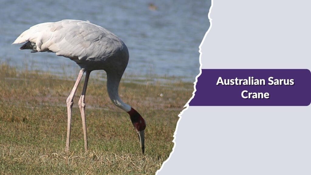 Australian Sarus Crane