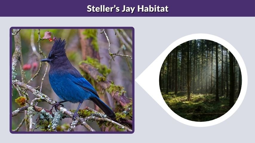 Steller’s Jay Habitat