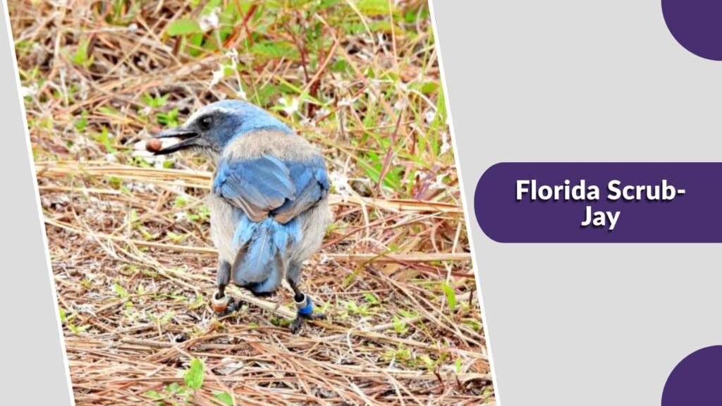 Florida Scrub-Jay