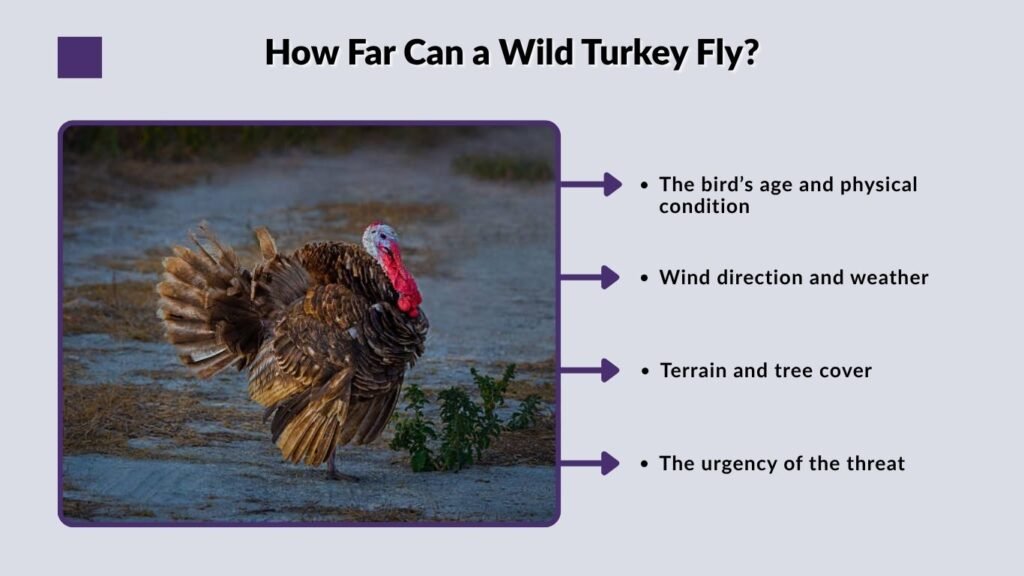 How Far Can a Wild Turkey Fly?