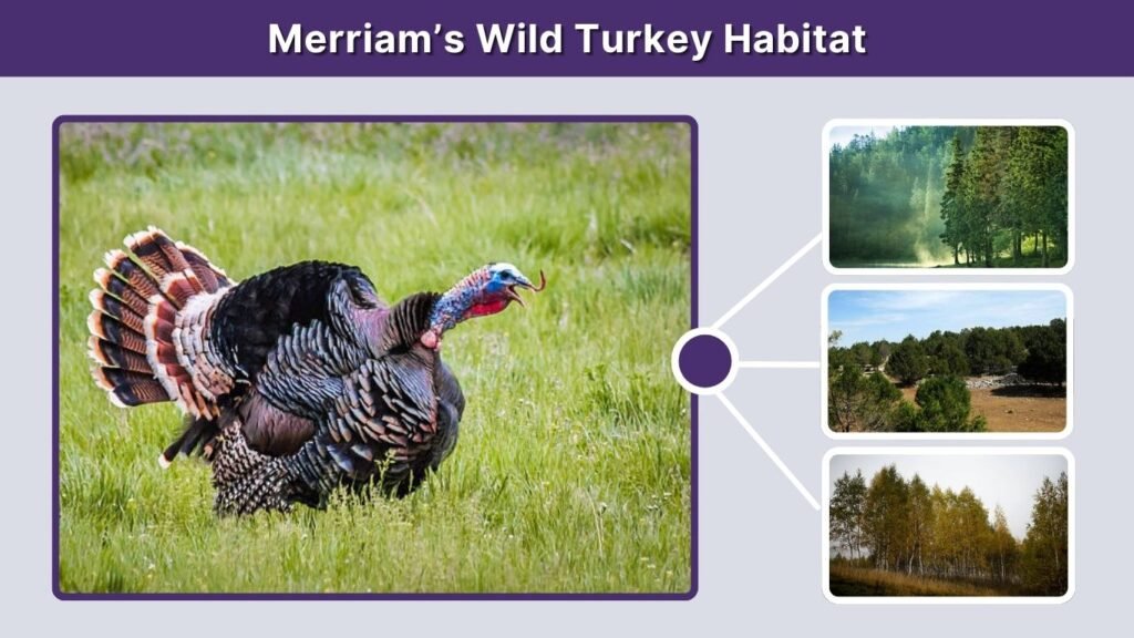 Merriam’s Wild Turkey Habitat