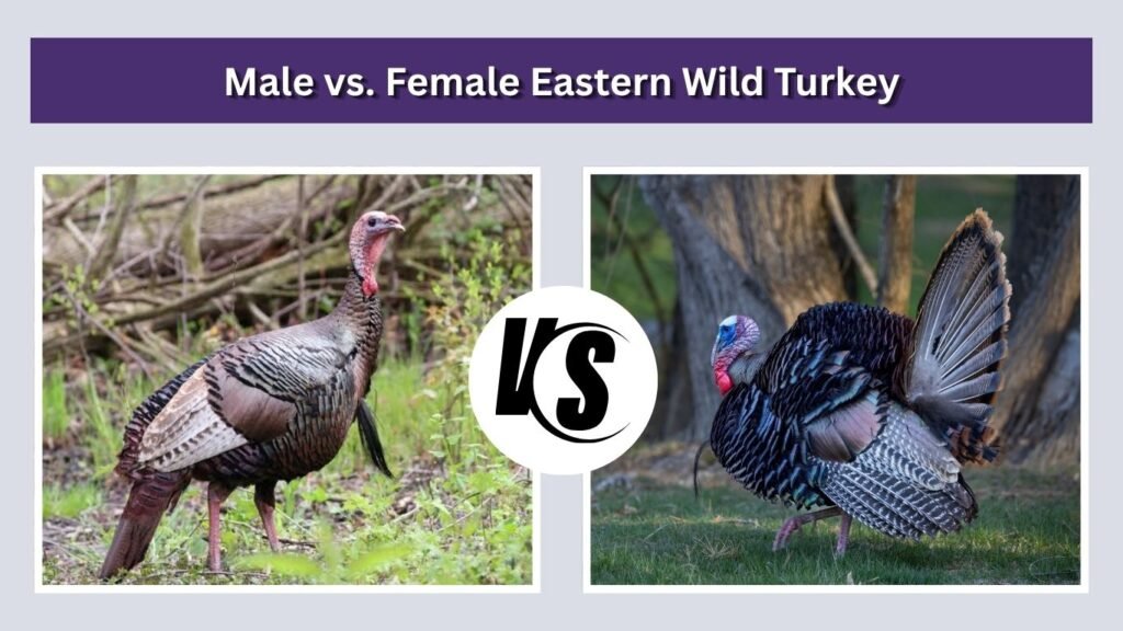 Male vs. Female Eastern Wild Turkey