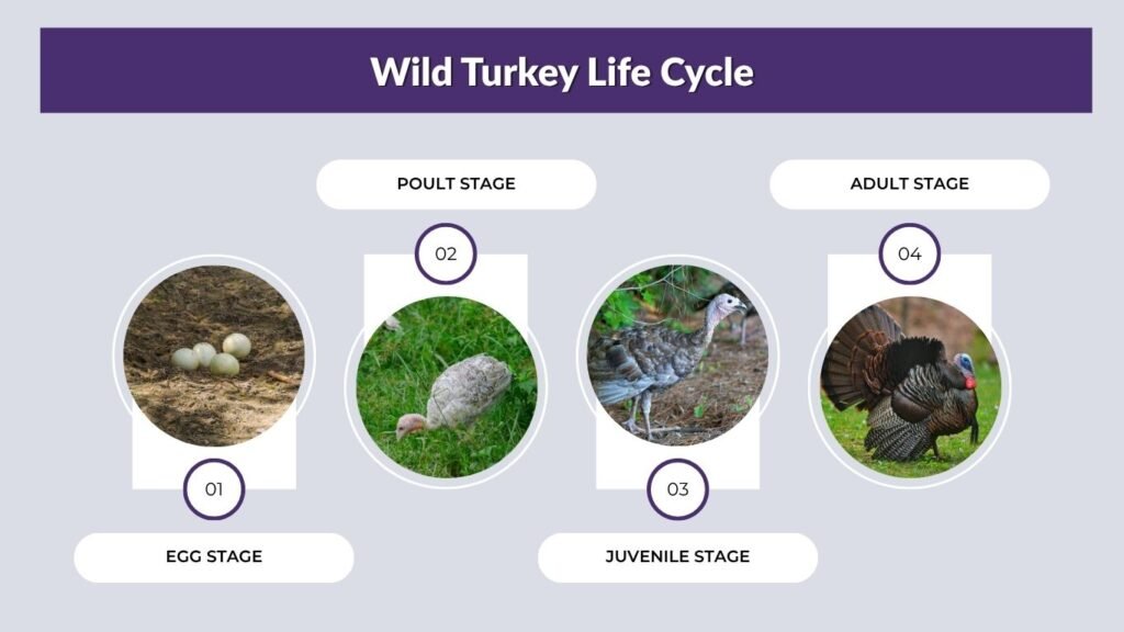 Wild Turkey Life Cycle