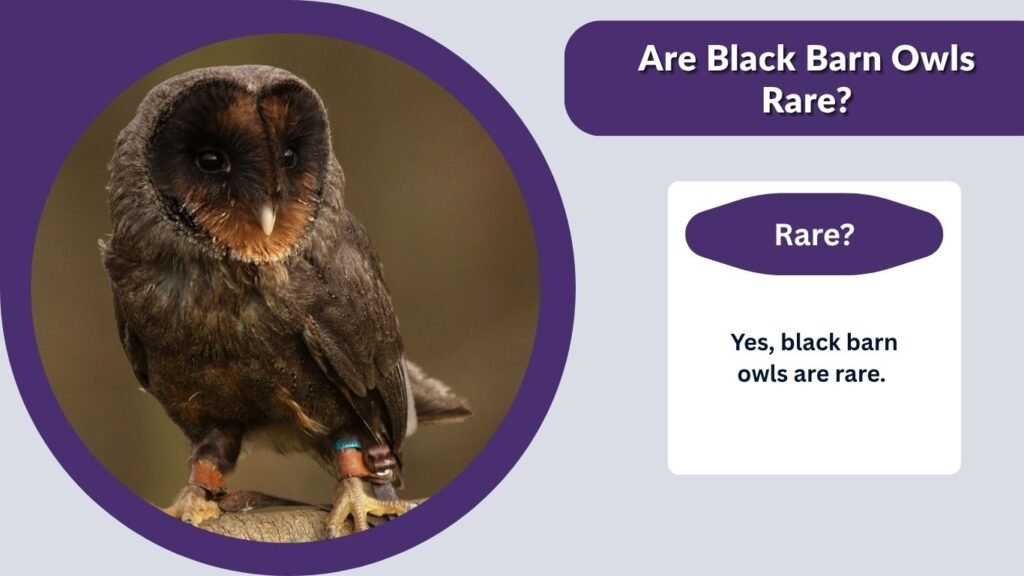 Are Black Barn Owls Rare?
