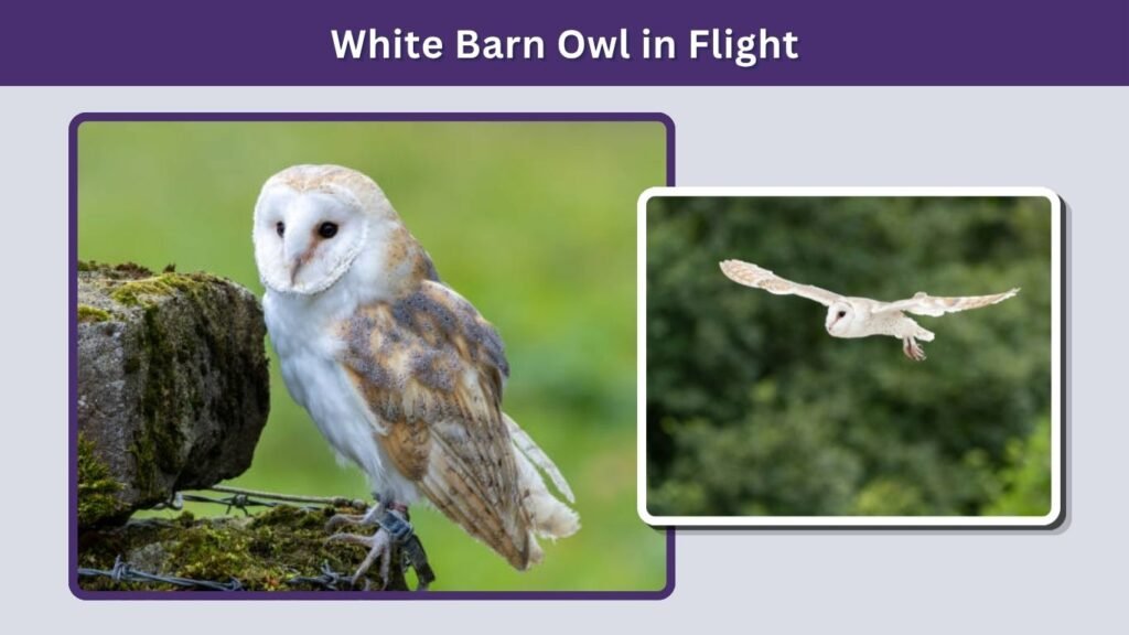 White Barn Owl in Flight