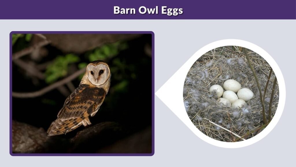 Barn Owl Eggs