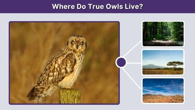 Where Do True Owls Live?